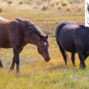 Provincial 4-H Equine Leaders Forum – PELF